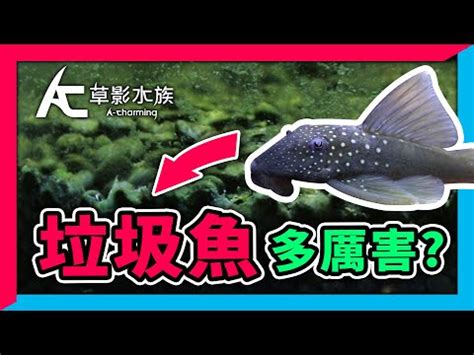 垃圾魚怎麼養|【垃圾魚怎麼養】垃圾魚怎麼養？養垃圾魚的必看攻略